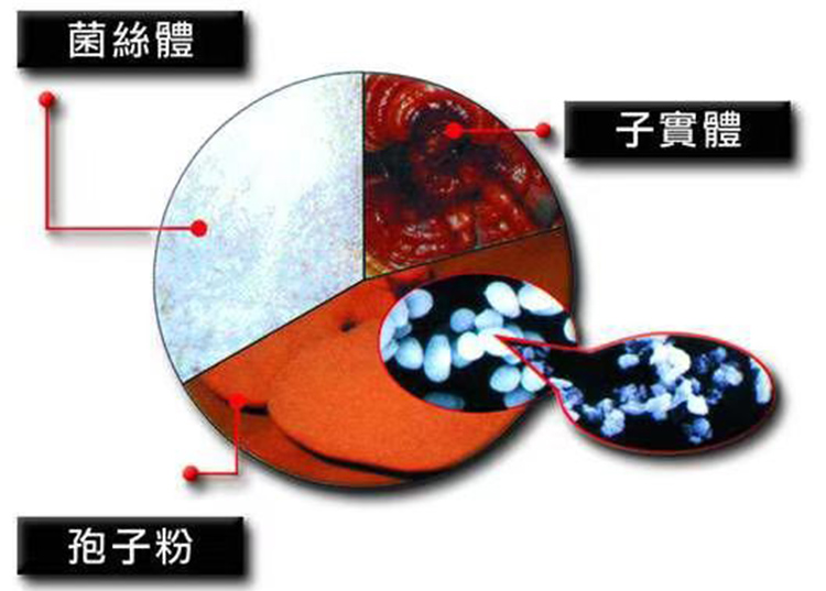 凯发k8天生赢家一触即发生命周期