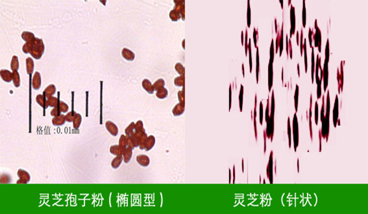 显微镜下凯发k8天生赢家一触即发孢子粉凯发k8天生赢家一触即发